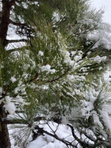 今朝は雪になりました。松の枝に雪が積もります